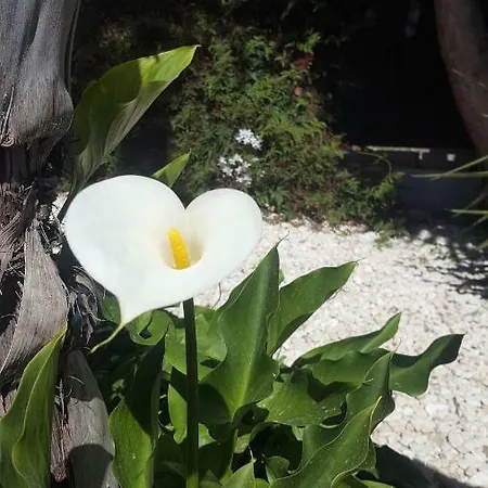Rayo Del Sol 3* 阿尔豪林格朗德