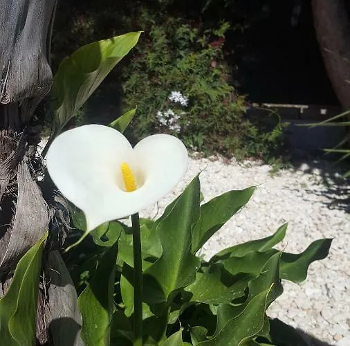 Rayo Del Sol 4* Alhaurín el Grande