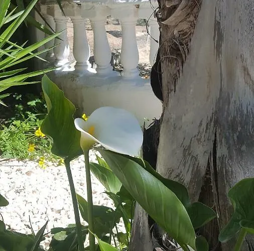 Bed & Breakfast Rayo Del Sol 4*