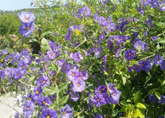 Rayo Del Sol Bed & Breakfast